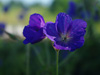 Bodziszek Geranium 'Orion'